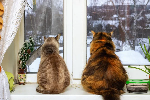 İki kedi oturup pencereden dışarı bakmak