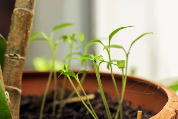 Las hojas verdes de la planta se acercan — Foto de Stock