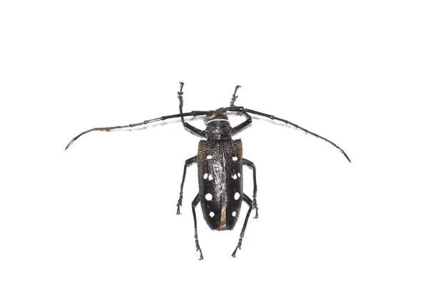 Büyük kahverengi böcek, beyaz bir arka planda izole, batocera laena — Stok fotoğraf