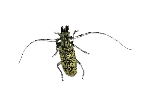 Büyük yeşil böcek, beyaz bir arka planda izole, cerambycidae — Stok fotoğraf