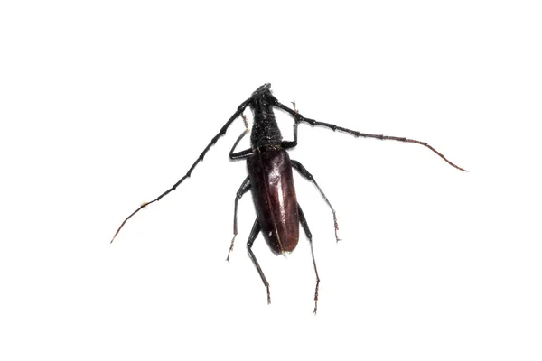 Grande besouro marrom, isolado em um fundo branco, ergates faber — Fotografia de Stock
