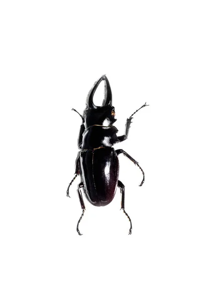 Grande besouro marrom, isolado em um fundo branco, odontolabis dalmanni — Fotografia de Stock