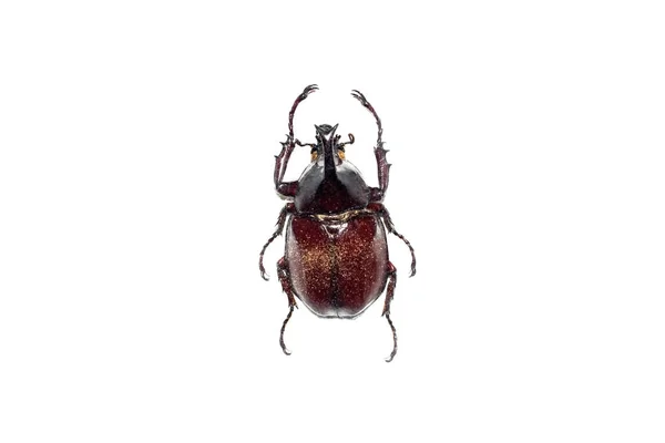 Großer brauner Käfer, isoliert auf weißem Hintergrund, Chalcosoma caucasus — Stockfoto
