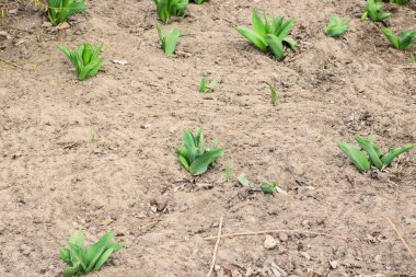 Baharda bir yatakta çiçek fidanı yakın