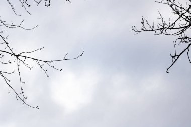 Gökyüzü arka plan üzerinde ağaçların siyah dalları yakın