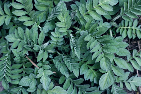 Kleine Groene Bladeren Van Een Plant Close Achtergrond Textuur — Stockfoto
