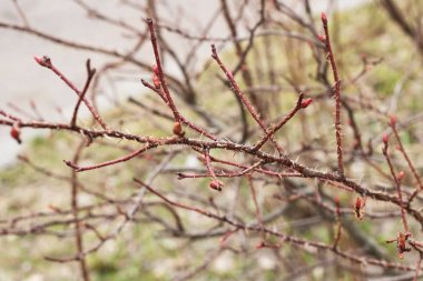 Dikenleri yakın çıplak kırmızı kuşburnu dalları, spazm kopya