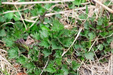 Yeşil ısırgan yaprakları yakın, bahar filizi, metin için arka plan