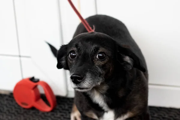 Little black scared dog, close up portrait, the problem of stray animals