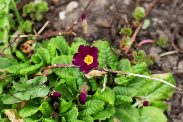 小紫色花和绿叶的特写 春天的时间 — 图库照片