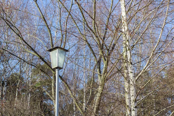 公园里的树背街灯复古风格 — 图库照片
