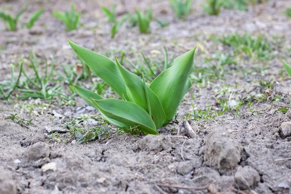 Den Första Gröna Växten Gro Jorden Närbild — Stockfoto