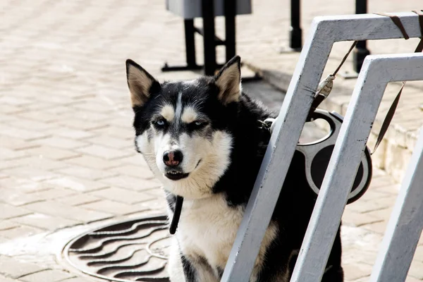 Preto Branco Cão Husky Sentado Calçada Close Retrato — Fotografia de Stock