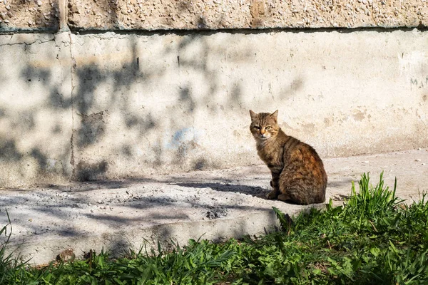 Gri Sokak Kedisi Kopya Alanı Ile Yeşil Çim Yakınında Oturan — Stok fotoğraf