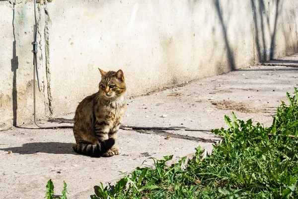 Gris Gato Callejero Sentado Cerca Hierba Verde Con Espacio Copia —  Fotos de Stock