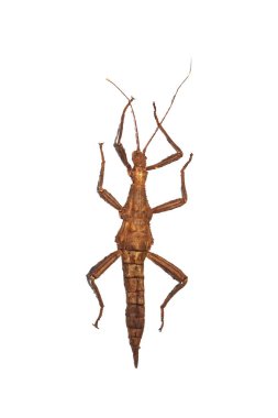 Bir ağaç dalı olarak büyük sarı böcek izole beyaz zemin üzerine, phasma gigas