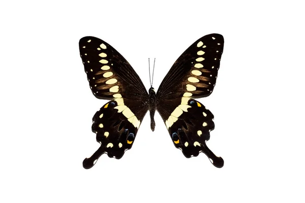 Grand papillon aux ailes jaunes, isolé sur fond blanc, papilio lormieri — Photo