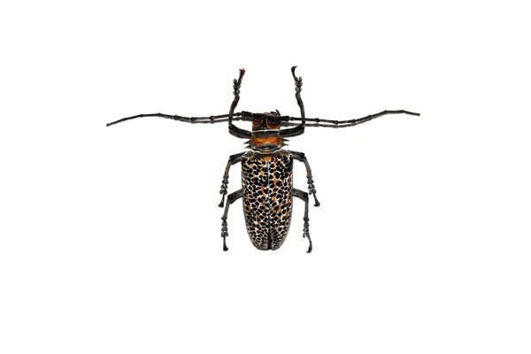 Grande besouro marrom, isolado em um fundo branco, cerambycidae — Fotografia de Stock