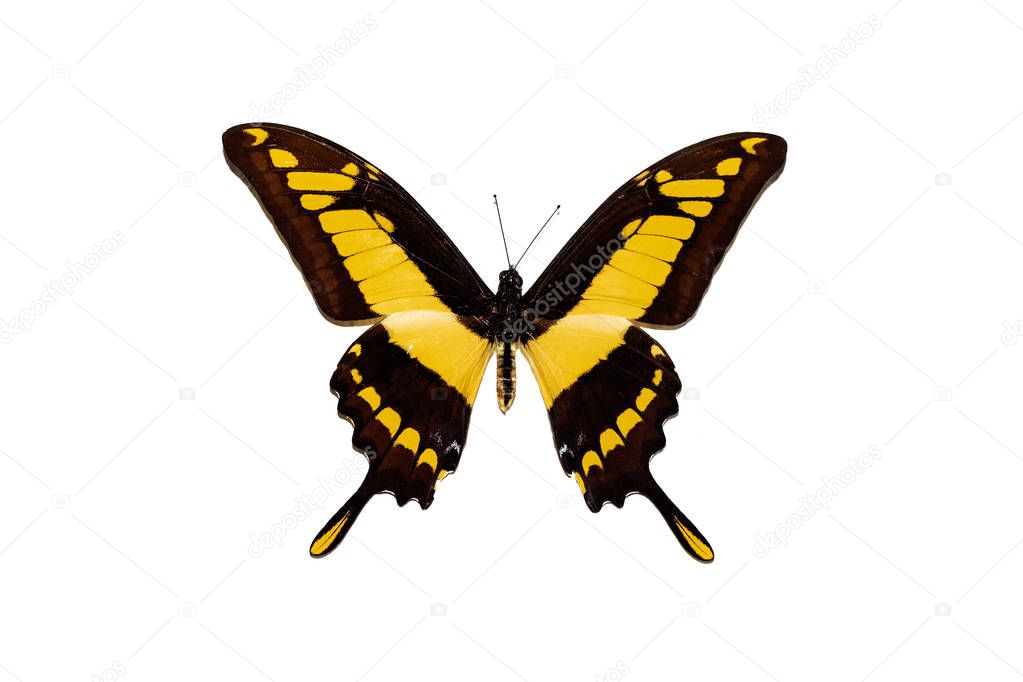 Big butterfly with yellow wings, isolate on white background, papilio thoas
