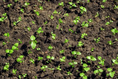 Siyah zemin üzerinde yeşil bitki filizleri yakın, makro fotoğraf