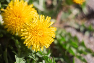 Sarı karahindiba çiçekleri fotokopi alanı ve makro fotoğraf ile kapatılır