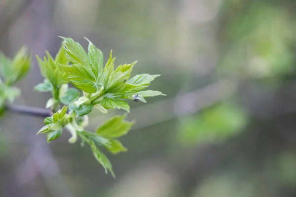 Las hojas jóvenes verdes en la rama se acercan, la foto macro — Foto de Stock