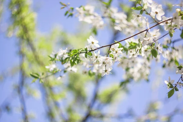 Fleurs de cerisier blanc sur une branche gros plan — Photo