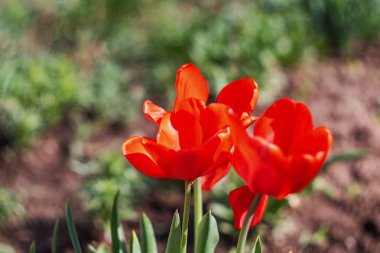 Kırmızı lale çiçeği yakın çekim, makro fotoğraf