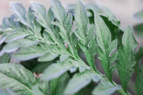 La hoja pequeña de la planta se acercan — Foto de Stock