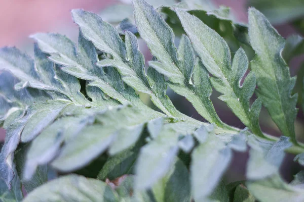 La hoja pequeña de la planta se acercan — Foto de Stock