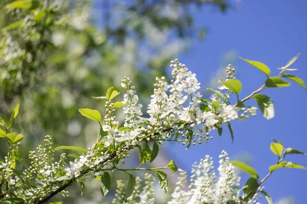 Fleurs blanches de cerise d'oiseau sur une branche gros plan — Photo