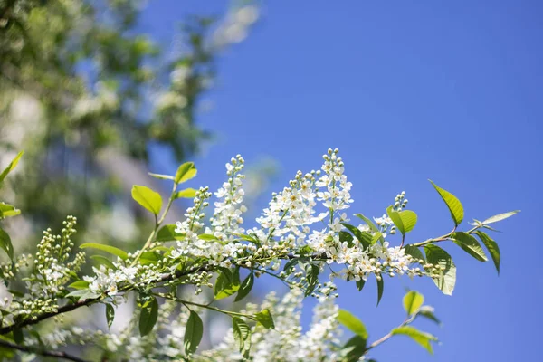 Fleurs blanches de cerise d'oiseau sur une branche gros plan — Photo