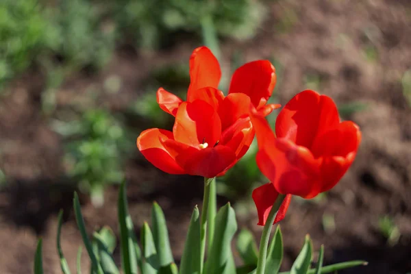 Czerwony tulipan kwiat zbliżenie, makro zdjęcie — Zdjęcie stockowe
