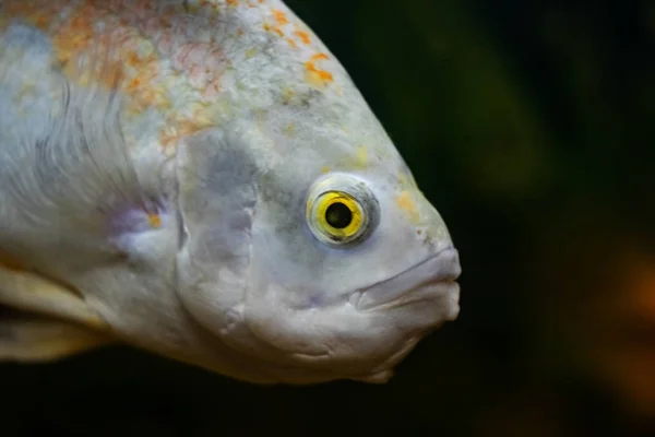 Weiße Fische im dunklen Wasser in Nahaufnahme im Aquarium — Stockfoto