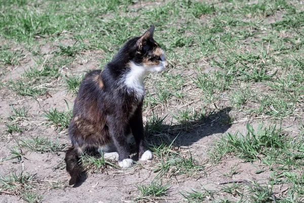 Kleine Zwart Wit Kitten Zittend Het Gras Close — Stockfoto