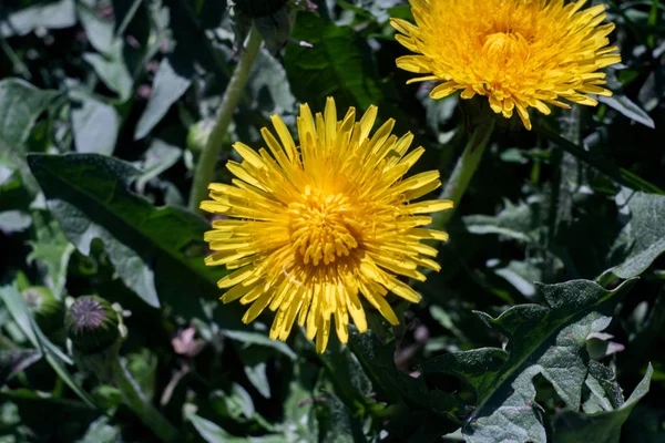 Two Yellow Dandelion Flowers Close Top View Macro Photo — Stock Photo, Image