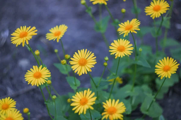 Lot Large Yellow Flowers Close Nature Background — Stock Photo, Image