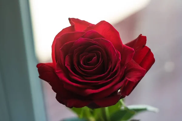 Red Rose Bud Close Copy Space Macro Photo — Stock Photo, Image