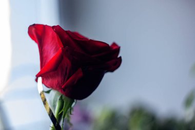 Kopya alanı ile kırmızı gül tomurcuk yakın, makro fotoğraf