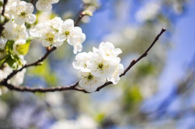 Mavi gökyüzüne karşı bir elma ağacının beyaz çiçekleri