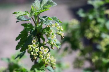 Kırmızı frenk üzümü yakın yeşil meyveleri ile Şube
