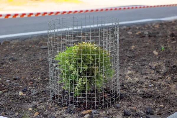 Jovem Planta Arbusto Verde Cercada Malha Perto — Fotografia de Stock