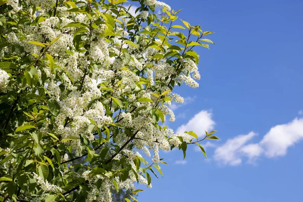 Ramas Con Flores Blancas Cereza Pájaro Cerca Sobre Fondo Azul —  Fotos de Stock