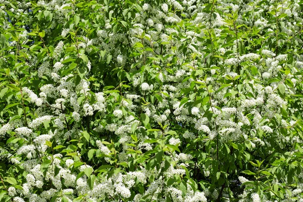 Ramas Con Flores Blancas Cereza Pájaro Primer Plano Fondo Textura —  Fotos de Stock