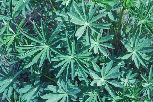 Scherpe Groene Bladeren Van Een Wilde Plant Close Achtergrond Textuur — Stockfoto