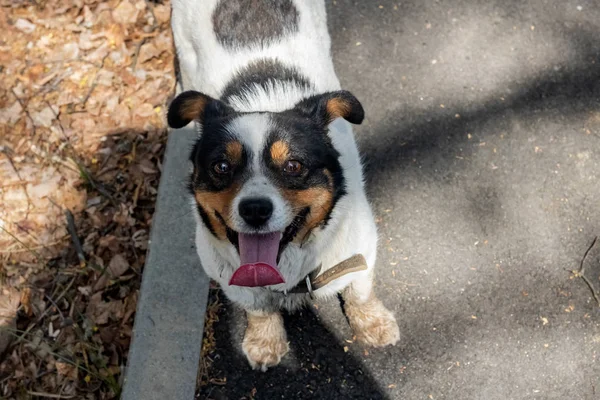 黒とResスポットを持つ小さな白い犬 クローズアップ肖像画 — ストック写真