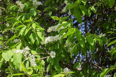 Kuş kiraz closeup, arka plan veya doku beyaz çiçekleri ile Dalları