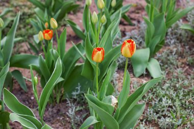 Bir çiçek tarhında turuncu ve kırmızı laleler, bahçe çiçekleri arka plan