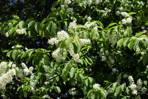 Ramas Con Flores Blancas Cereza Pájaro Primer Plano Fondo Textura —  Fotos de Stock