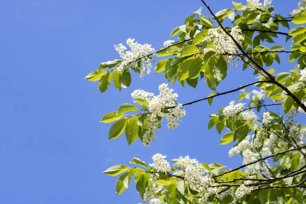 Branches Avec Des Fleurs Blanches Cerise Oiseau Gros Plan Sur — Photo